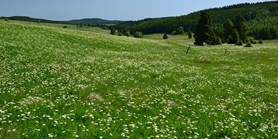 Češi chtějí chránit a&#160;také rozšiřovat divokou přírodu