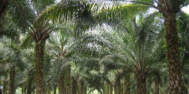 Ekologická hrozba s&#160;chutí palmového oleje