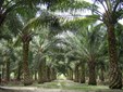 Ekologická hrozba s chutí palmového oleje