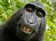 Makak autorem? Autorské právo ve světle tzv. opičí selfie