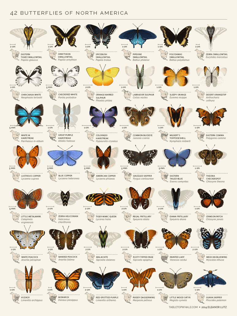 http://tabletopwhale.com/2014/08/27/42-butterflies-of-north-america.html
