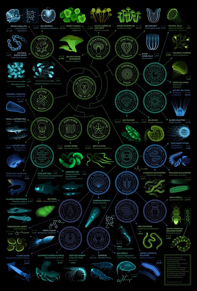 http://tabletopwhale.com/2014/07/21/a-visual-compendium-of-glowing-creatures.html