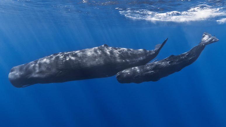 Mother and baby sperm whale, Gabriel Barathieau, Wikimedia Commons CC BY-SA 2.0