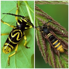 A wasp-mimicking longhorn beetle (left) and corn-borer moth (right).  Photos courtesy of Mike Runtz.
