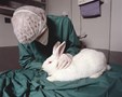 Testování kosmetiky na zvířatech není minulostí. Je-li vyvážena do Číny, výrobce ji testovat musí
