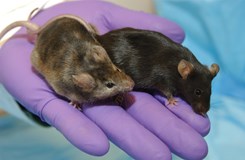 Laborant ukazuje myš s vyřazeným genem upravujícím růst srsti (vlevo) vedle normální laboratorní myši. Maggie Bartlett, NHGRI. Public domain.