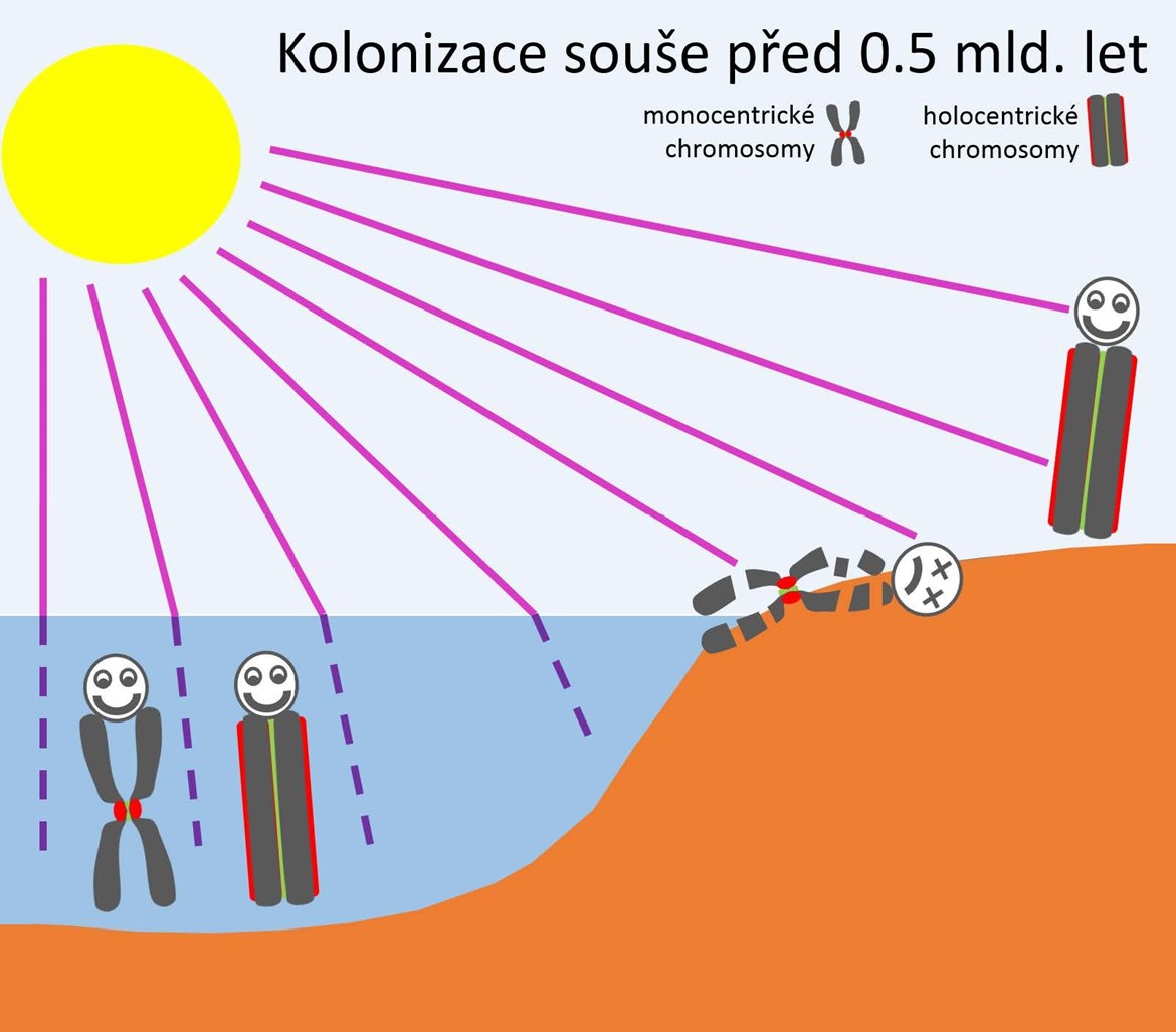 http://botzool.sci.muni.cz/news/2019_09_26petr_bures__k_cemu_jsou_dobre_holokineticke_chromosomy_.pdf