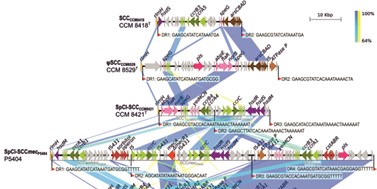 Studium horizontálního přenosu genů v rámci rodu Staphylococcus