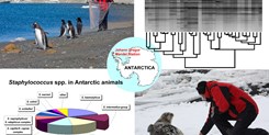 Characterization of Staphylococcus intermedius group isolates associated with animals from Antarctica and emended description of Staphylococcus delphini