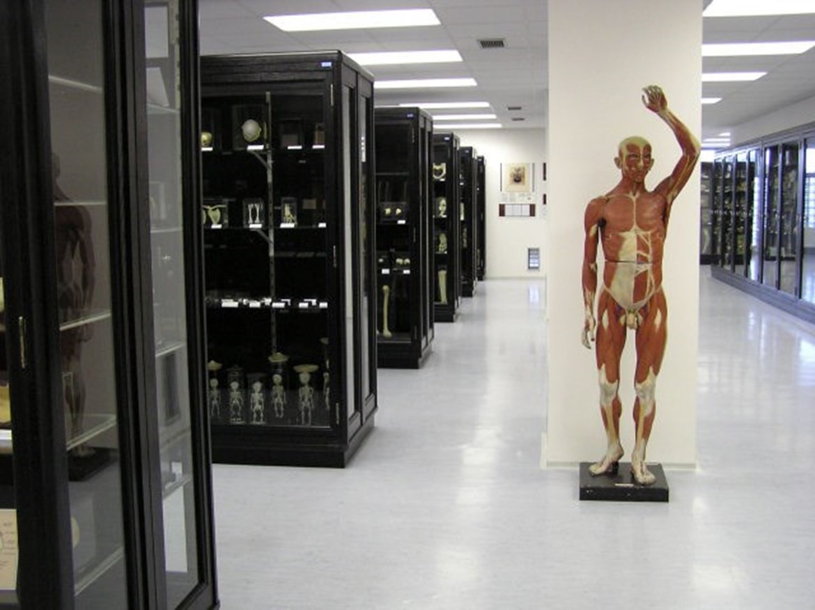 Pohled do Anatomického muzea profesora Karla Žlábka