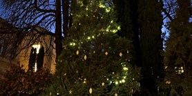 New tradition: The Christmas tree lighting at Kotlářská
