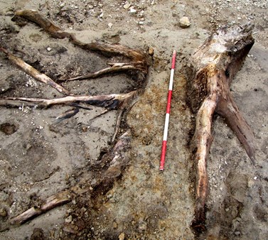Cvilínek: fragment of the original medieval forest. A stump used as part of a wooden channel