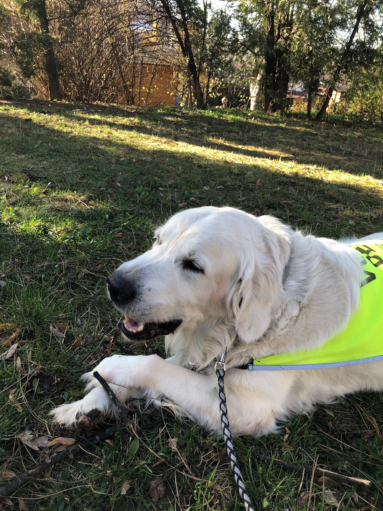 Dobrovolničení znamenalo pro Bumbu hodinové venčení vodícího psa. Foto: Archív Štěpána Bumby