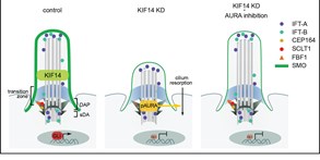 Article indentifying kinesin KIF14 as a&#160;new regulator of cilia formation and function