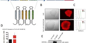 miR-183/96/182 cluster is an important morphogenetic factor targeting PAX6 expression in differentiating human retinal organoids