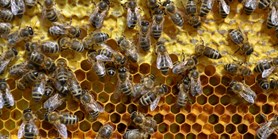Changes in physiological and immune parameters of bees during the year 