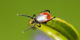An article on us in iDNES: our biologists have been mapping the activity of ticks
