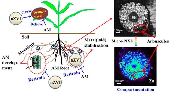 Wu S., Vosátka M., Vogel-Mikus K. et al. (2018). Nano zero-valent iron mediated metal(loid) uptake and translocation by arbuscular mycorrhizal symbioses. Environmental Science & Technology 52(14), 7640-7651.