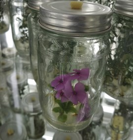 Laboratory of Plant Tissue Cultures