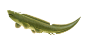 Xenacanthus decheni je druh permského sladkovodního žraloka, který mohl dorůstat celkové délky až 70 cm.
