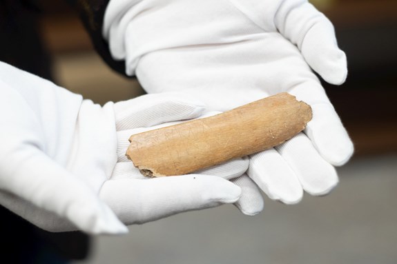 Na kosti z tura domácího se nacházejí starogermánské runy. Foto: Jitka Janů