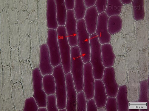 Pokožka suknice cibule. Popis: bs - buněčná stěna, j - jádro, v - vakuola s antokyany.