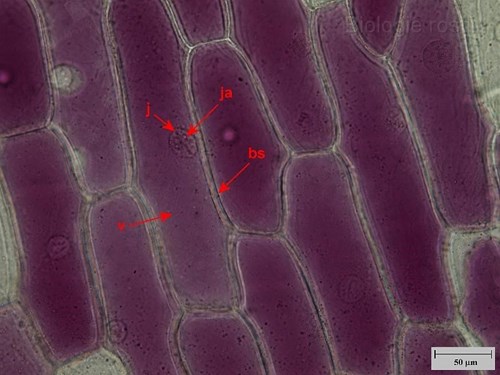 Pokožka suknice cibule. Popis: bs - buněčná stěna, j - jádro, ja - jadérko, v - vakuola s antokyany.