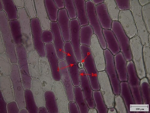 Pokožka suknice cibule. Popis: bs - buněčná stěna, j - jádro, p - průduch, v - vakuola s antokyany.