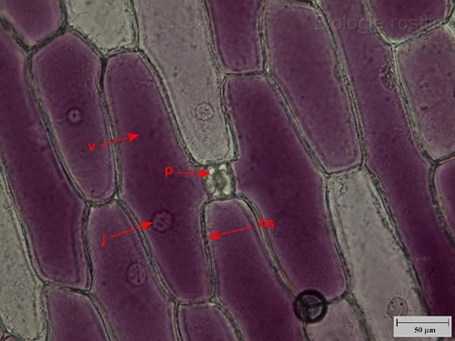 Pokožka suknice cibule. Popis: bs - buněčná stěna, j - jádro, p - průduch, v - vakuola.