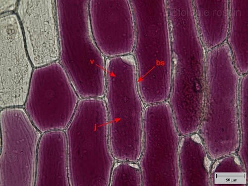 Pokožka suknice cibule. Popis: bs - buněčná stěna, j - jádro, v - vakuola.