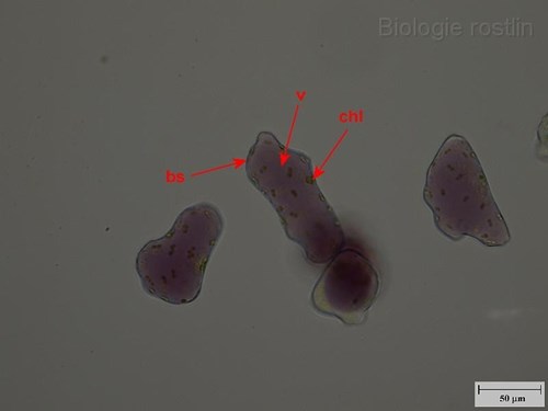 Buňky oplodí ptačího zobu. Popis: bs - buněčná stěna, chl - chloroplasty, v - vakuola.