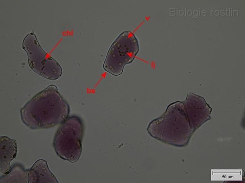 Buňky oplodí ptačího zobu. Popis: bs - buněčná stěna, chl - chloroplasty, lj - lokalizace jádra, v - vakuola.