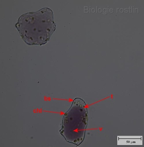 Buňky oplodí ptačího zobu. Popis: bs - buněčná stěna, chl - chloroplasty, t - tonoplast, v - vakuola.