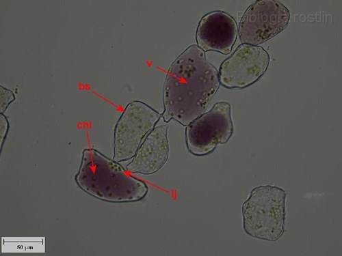 Buňky oplodí ptačího zobu. Popis: bs - buněčná stěna, chl - chloroplasty, lj - lokalizace jádra, v - vakuola.