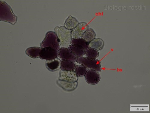 Buňky oplodí ptačího zobu.Popis: bs - buněčná stěna, chl - chloroplasty, v - vakuola.