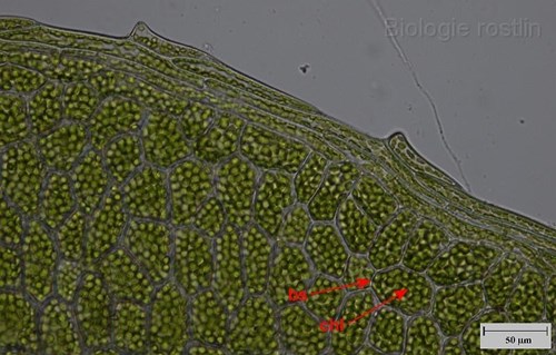 Buňky jednovrstevného fyloidu měříku. Popis: bs - buněčná stěna, chl - chloroplasty.