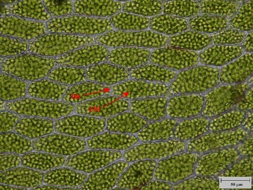 Buňky jednovrstevného fyloidu měříku. Popis: bs - buněčná stěna, chl - chloroplasty.