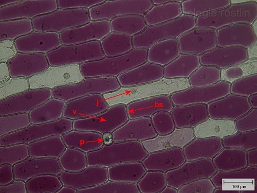 Pokožka suknice cibule kuchyňské v 0.2 M sacharóze. Popis: bs - buněčná stěna, j - jádro, p - průduch, v - vakuola.