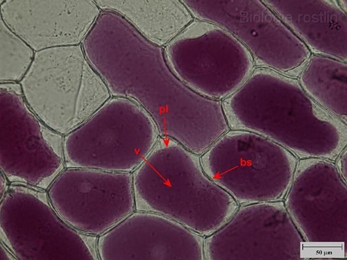 Pokožka suknice cibule kuchyňské v 0.4 M sacharóze. Popis: bs - buněčná stěna, pl - plazmalema, v - vakuola.