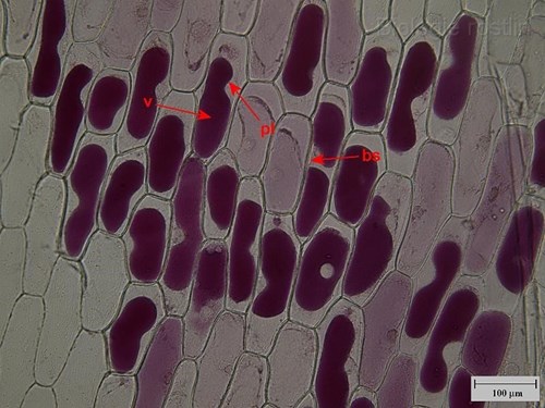Pokožka suknice cibule kuchyňské v 0.6 M sacharóze. Popis: bs - buněčná stěna, pl - plazmalema, v - vakuola.