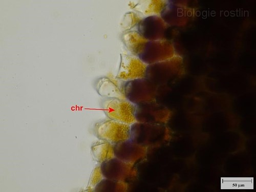 Papily korunního plátku květu violky. Popis: chr - chromoplasty.