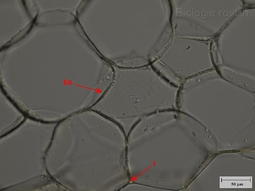 Parenchymatické buňky dřeně bezu černého. Popis: bs - buněčná stěna, i - intercelulára