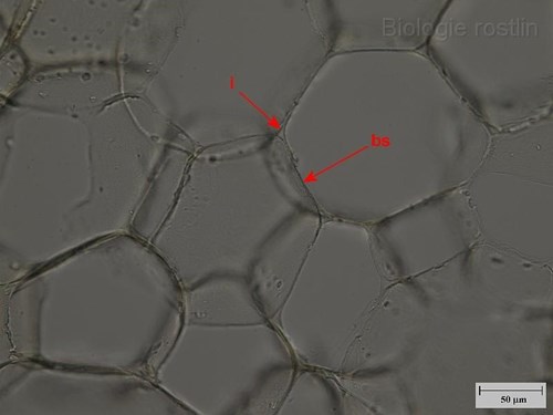 Parenchymatické buňky dřeně bezu černého. Popis: bs - buněčná stěna, i - intercelulára