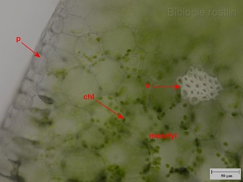 Detail příčného řezu listem tenury. Popis: p - pokožka, chl - chloroplasty, s - sklerenchym.