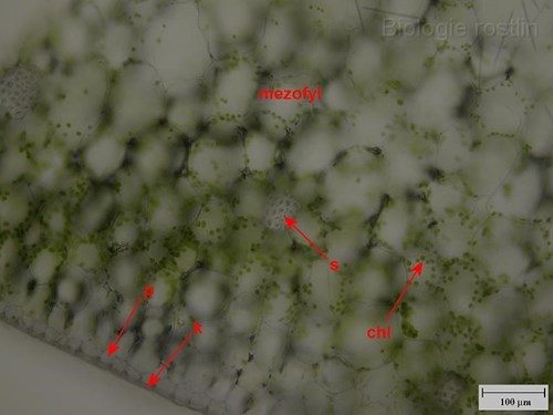 Detail příčného řezu listem tenury. Popis: chl - chloroplasty, s - sklerenchym, p - pokožka, k - kutikula.