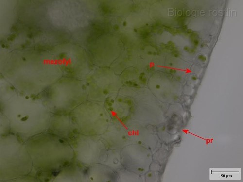Detail příčného řezu listem tenury. Popis: p - pokožka, pr - průduch, chl - chloroplasty.
