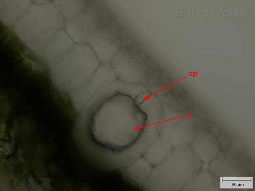 Detail příčného řezu listem fikusu. Popis: c - cystolit, cp - celulózové poutko.