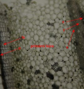 Pelargonium zonale L.