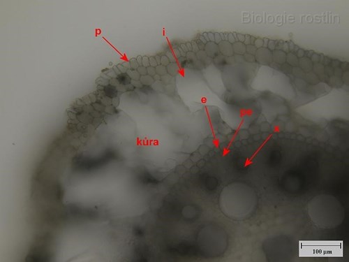 Detail příčného řezu kořenem kukuřice. Popis: p - pokožka, i - intercelulára, e - endodermis, pe - pericykl, x - xylém.