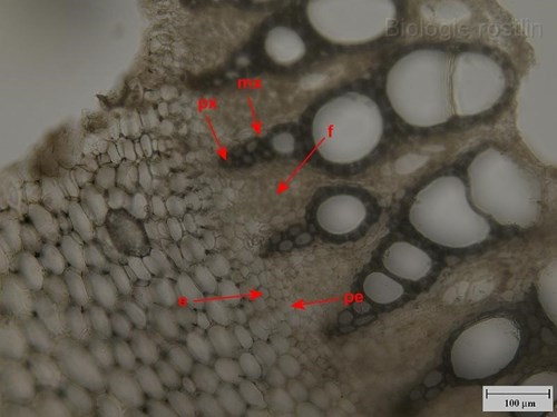Detail příčného řezu vzdušným kořenem monstery. Popis: e - endodermis, pe - pericykl, px - protoxylém, mx - metaxylém, f - floém.